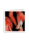 blanco kaart flamingo