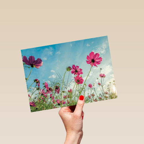 roze bloemen tegen een blauwe lucht