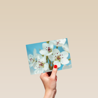 mooie witte bloemen met roze en gele accenten