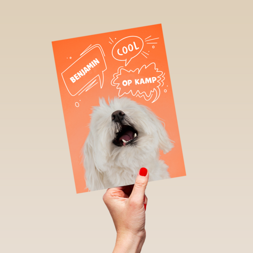 Hond cool op kamp oranje