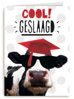 examen cool geslaagd koe