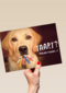 animal fiesta taart welke taart