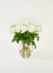 Brievenbusbloemen Rozen Wit