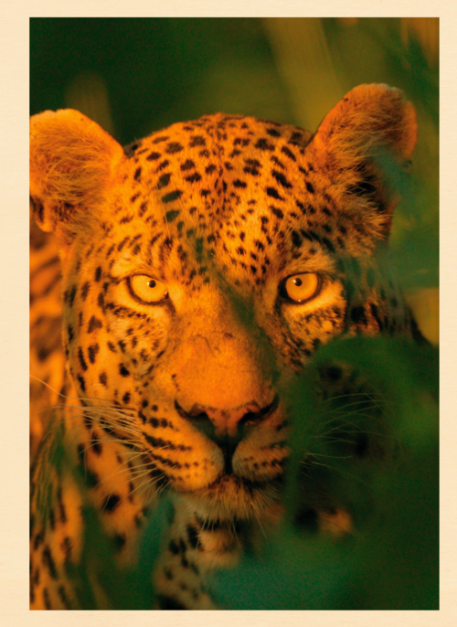 Houten Kaart Fijne Reis | Houten Kaart Hallmark | Fijne Reis | Blanco Kaart Luipaard