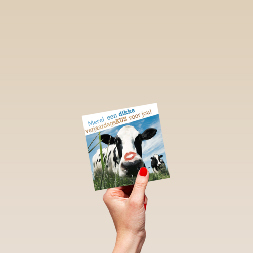 dikke verjaardagskus van een koe