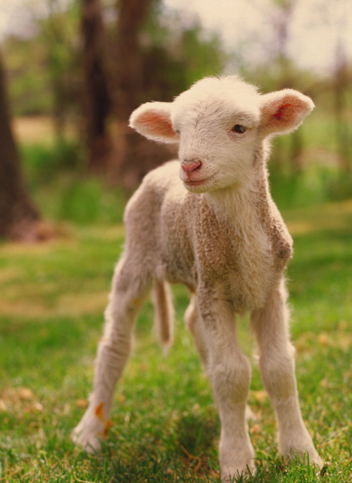 Houten Kaart | Lammetje In Wei