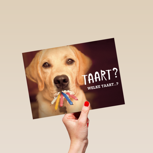 animal fiesta taart welke taart