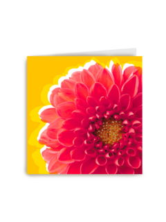 Blanco kaart rode dahlia