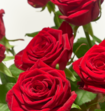 Boeket Rode Rozen Luxe