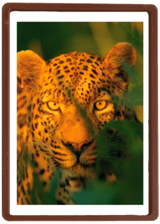 blanco kaart  luipaard