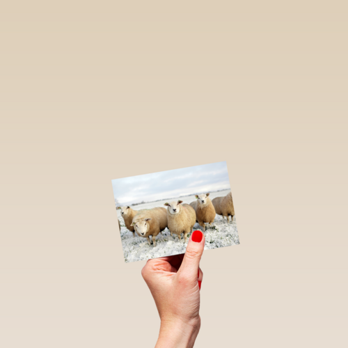 schapen in de sneeuw