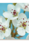 mooie witte bloemen met roze en gele accenten