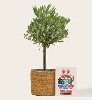 Olijfboompje Met Stijlvolle Mand