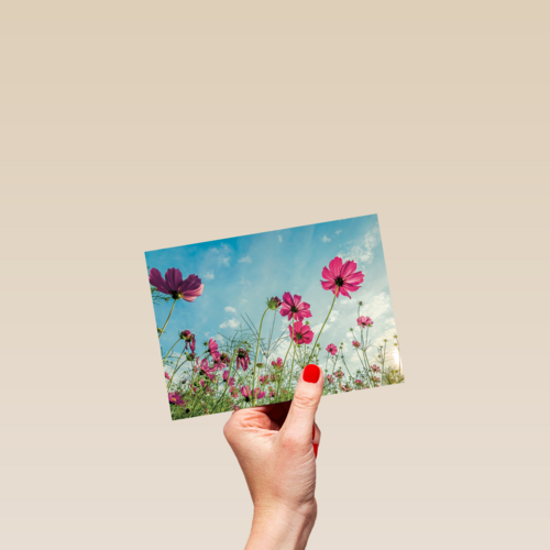 roze bloemen tegen een blauwe lucht