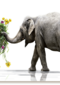 Chromazone Olifant boeket