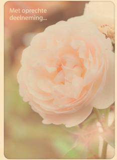 condoleance kaart klassiek met oprechte deelneming roos