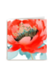 watercolor bloem blanco