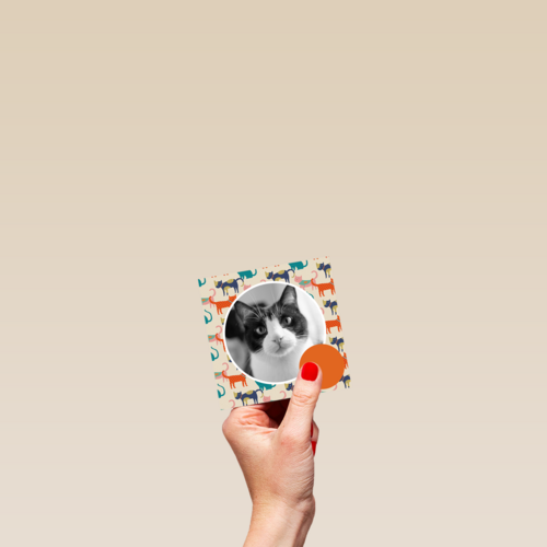 fotokaart miiiauw katten