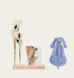 Brievenbuspakket Droogbloemen Baby Boy Blauw Met Knuffeldoekje
