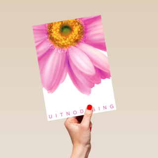 grote roze gerbera