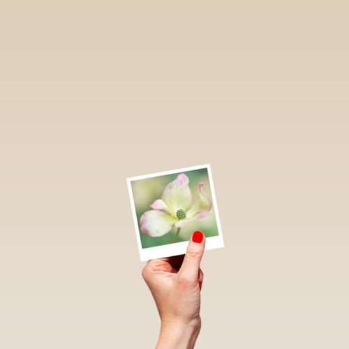 Sterktekaart Blanco met bloem Polaroid