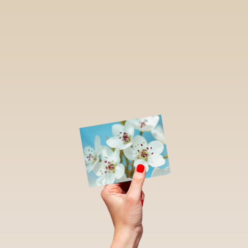mooie witte bloemen met roze en gele accenten