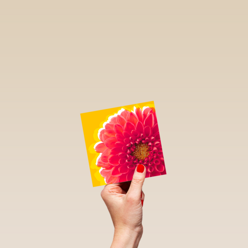 Blanco kaart rode dahlia