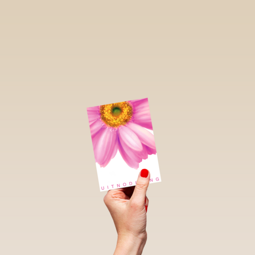 grote roze gerbera