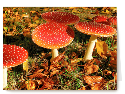 Paddenstoelen in de herfst