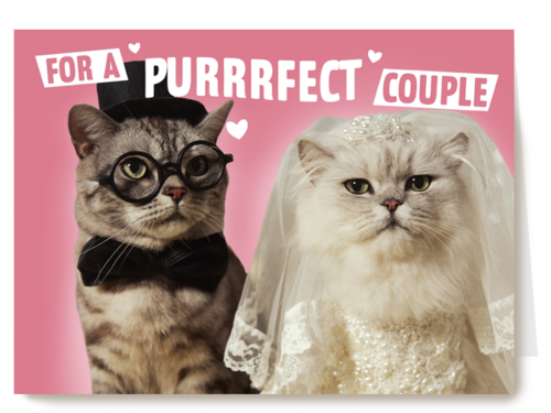 for a purrrfect couple