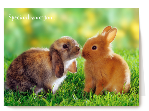 Konijnen speciaal voor jou