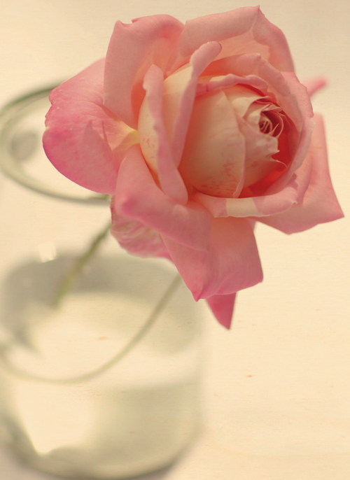 Houten Kaart Condoleance Kaarten | Houten Kaart Hallmark | Condoleance Kaarten | Een Enkele Roos In Een Glazen Vaas