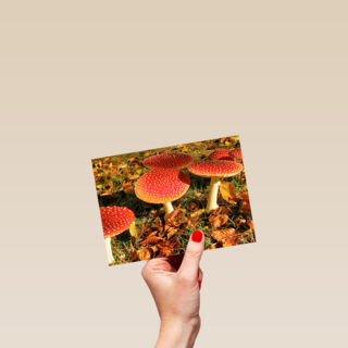 Paddenstoelen in de herfst