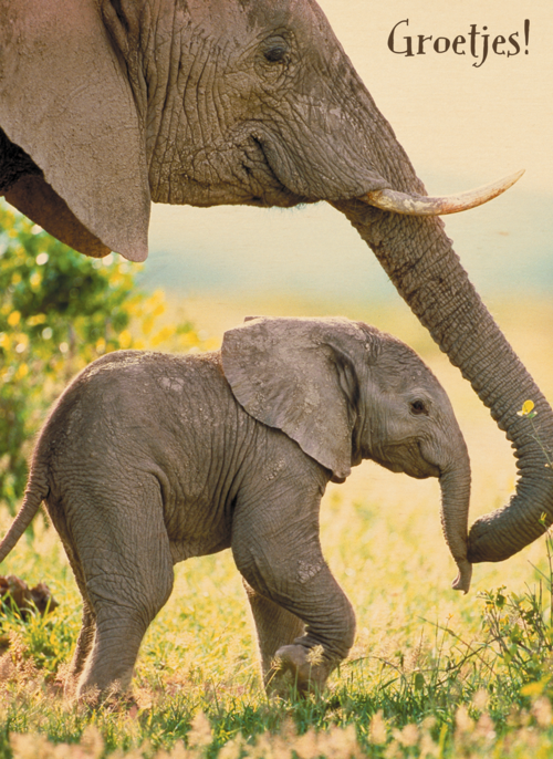Houten Kaart Dierendag | Houten Kaart Hallmark | Dierendag | Baby Olifant