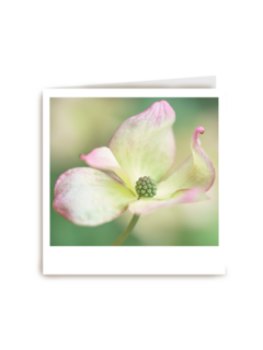 Sterktekaart Blanco met bloem Polaroid
