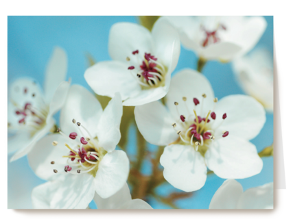mooie witte bloemen met roze en gele accenten