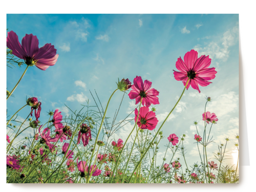 Kaart Hallmark | Beterschapskaarten | Roze Bloemen Tegen Een Blauwe Lucht