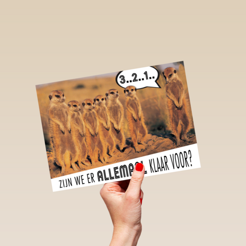 stokstaartjes zijn er klaar voor