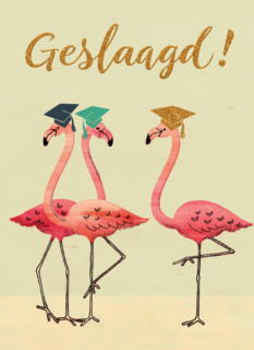 Flamingo geslaagd