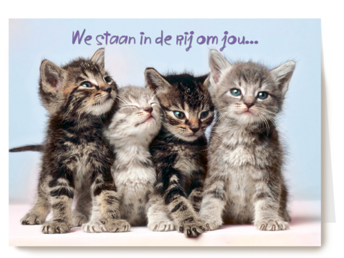 Kittens