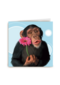 dierendag aap met bloem