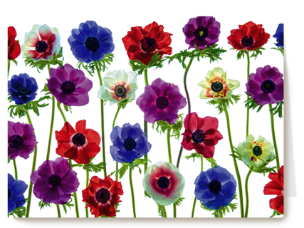 Chromazone Fleurige bloemen