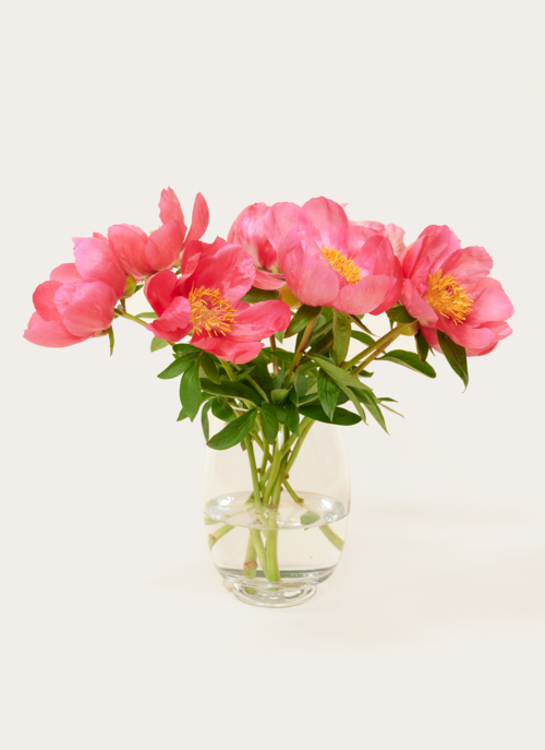 Brievenbusbloemen Pioenrozen Roze | Hallmark Cadeau Bloemen En Planten |