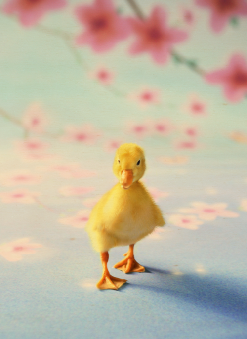 Houten Kaart | Lopend Eendje