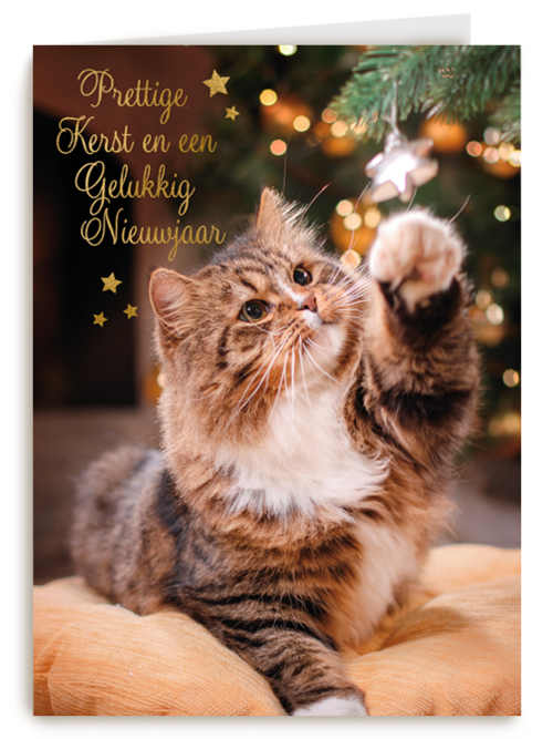 Prettige kerst en gelukkig nieuwjaar kat