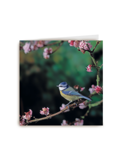 ombouw vogeltje op tak