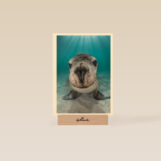 blanco kaart zeeleeuw