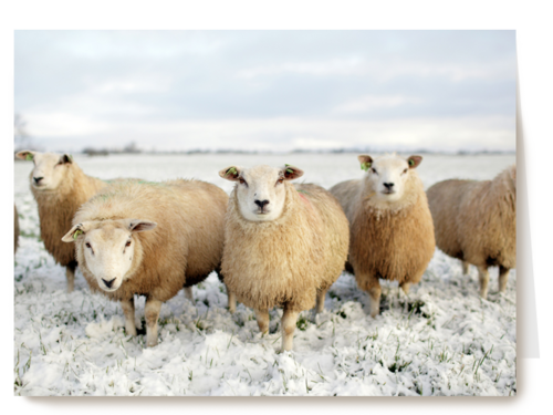 schapen in de sneeuw