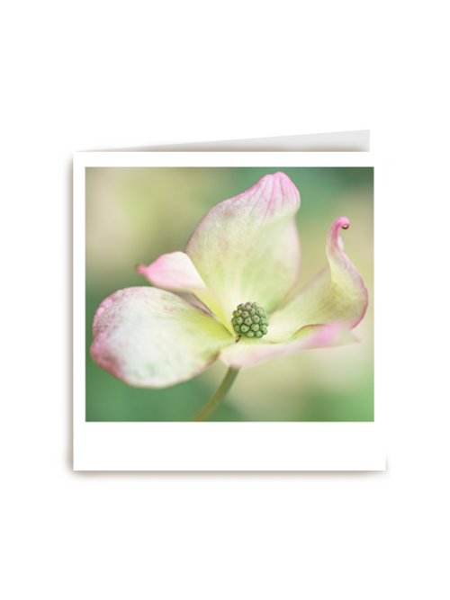 Sterktekaart Blanco met bloem Polaroid