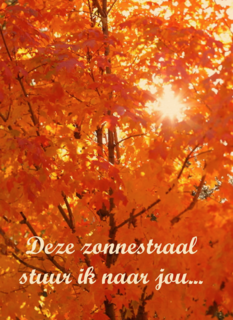 Boom in herfst